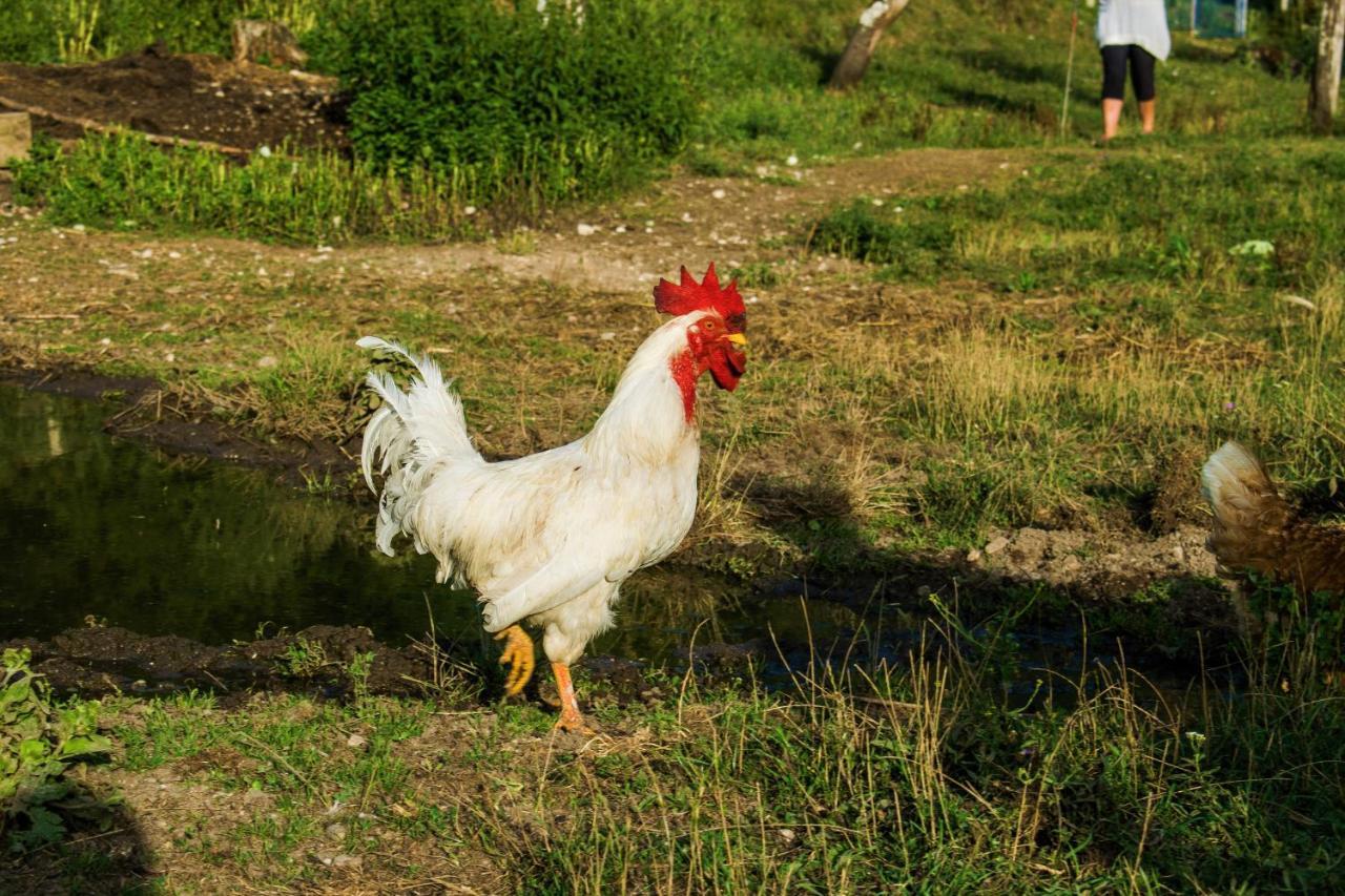 Farmstay Oka i Po Berane Exteriör bild